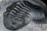 Prone Pedinopariops Trilobite - Beautiful Shell & Eyes #86551-2